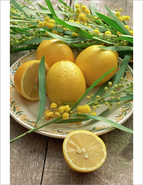 A plate of lemons and mimosa flowers