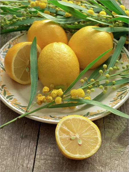 A plate of lemons and mimosa flowers