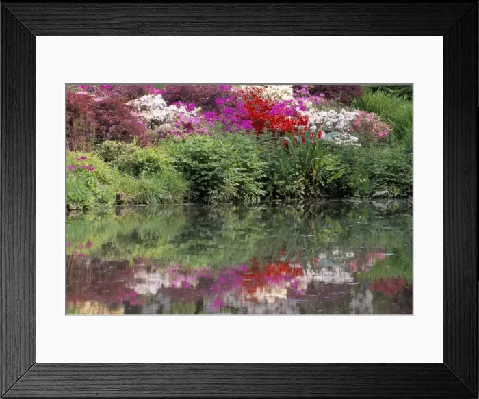 Framed Print : Azaleas in bloom reflected in still water Framed Print : Azaleas in bloom reflected in still water