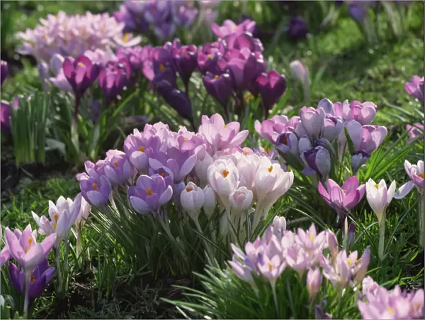 Clumps of mauve crocus flowers in spring