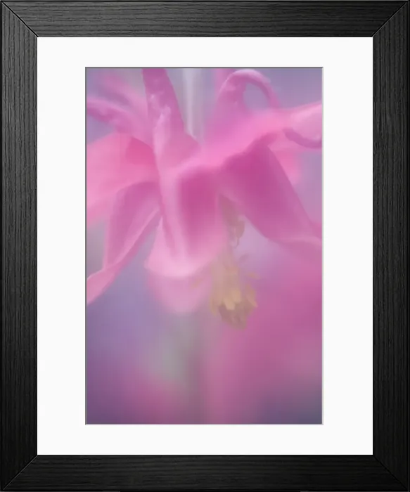 Framed Print : Columbine, Aquilegia vulgaris Framed Print : Columbine, Aquilegia vulgaris