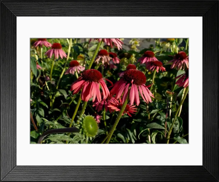 Framed Print : Echinacea, the purple coneflower, one of the best blood purifiers Framed Print : Echinacea, the purple coneflower, one of the best blood purifiers