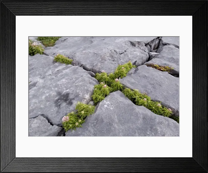 Framed Print : Plants growing amongst the limestone pavement, The Burren, County Clare Framed Print : Plants growing amongst the limestone pavement, The Burren, County Clare