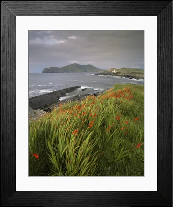 Framed Print : Flowers, lighthouse and Doulus Head, Valentia Island, Ring of Kerry, Co Framed Print : Flowers, lighthouse and Doulus Head, Valentia Island, Ring of Kerry, Co
