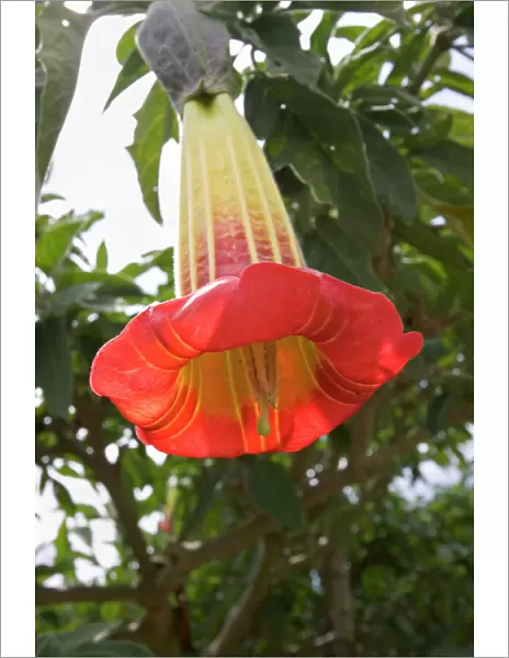 Brugmansia (Saguinea) shrub, also known as datura, a common sight in South America