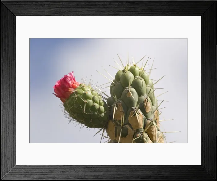Framed Print : Prickly pear cactus flowering on uplands in the Colta Lake district near Riobamba Framed Print : Prickly pear cactus flowering on uplands in the Colta Lake district near Riobamba