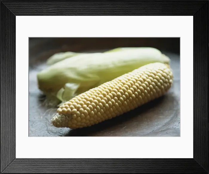 Framed Print : Close-up of uncooked corn on the cob Framed Print : Close-up of uncooked corn on the cob