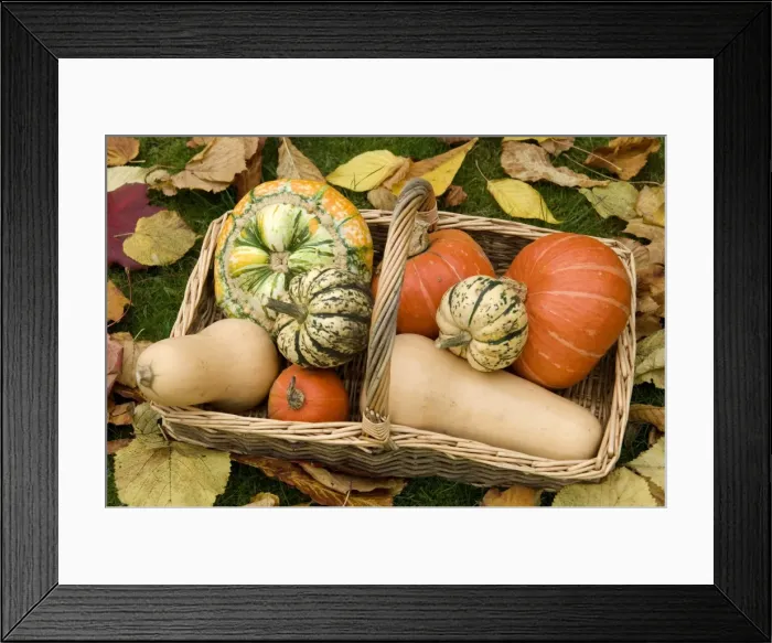 Framed Print : A basket of winter squash (Cucurbitaceae) Framed Print : A basket of winter squash (Cucurbitaceae)