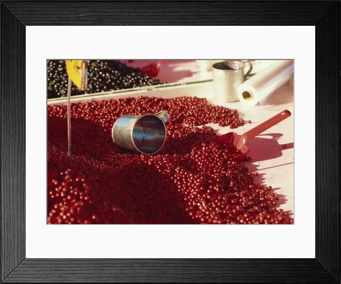 Framed Print : Close-up of market stall selling cranberries Framed Print : Close-up of market stall selling cranberries