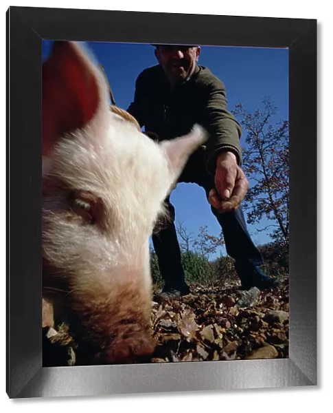 Man and his pig looking for truffles