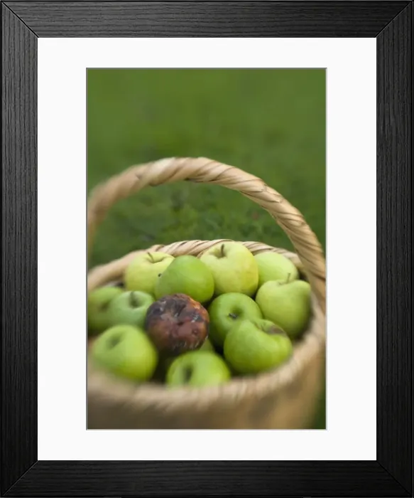 Framed Print : Basket of green apples with one rotten one Framed Print : Basket of green apples with one rotten one