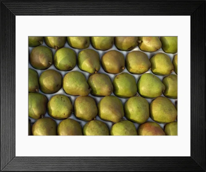 Framed Print : Overhead view of rows of pears in packaging Framed Print : Overhead view of rows of pears in packaging