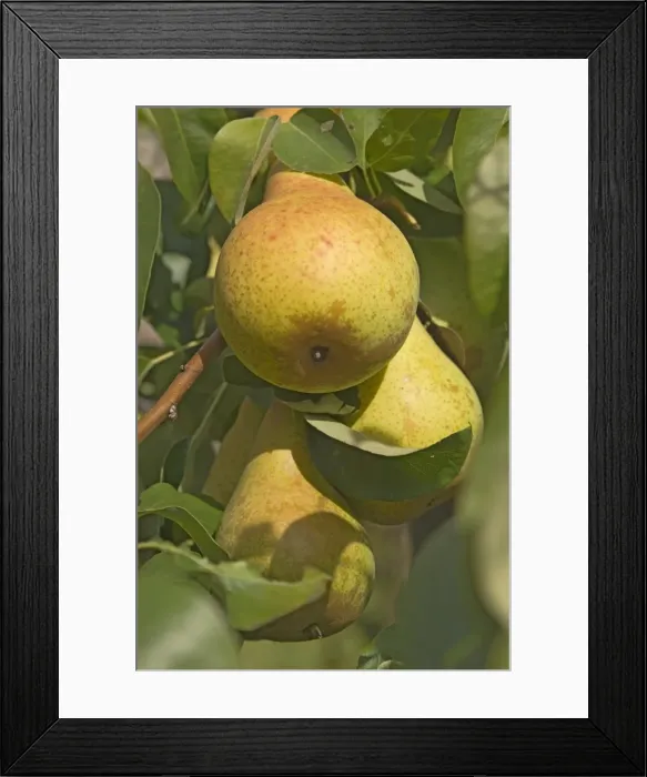 Framed Print : A trio of ripe pears Framed Print : A trio of ripe pears