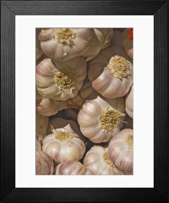 Framed Print : Garlic Framed Print : Garlic