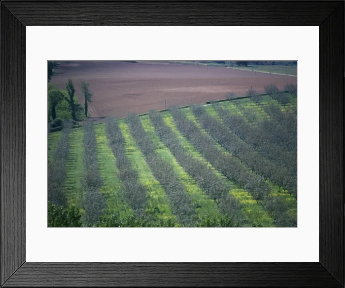 Framed Print : Walnut trees, Dordogne, France, Europe Framed Print : Walnut trees, Dordogne, France, Europe