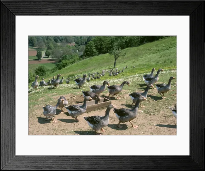 Framed Print : Geese raised for pate, Dordogne, France, Europe Framed Print : Geese raised for pate, Dordogne, France, Europe