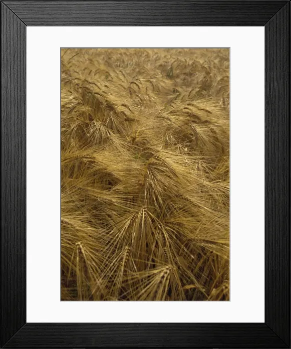 Framed Print : Wheat, Burgundy, France, Europe Framed Print : Wheat, Burgundy, France, Europe