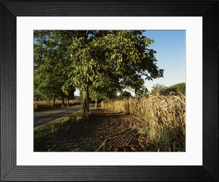Framed Print : Walnut tree and corn, Dordogne, Aquitaine, France, Europe Framed Print : Walnut tree and corn, Dordogne, Aquitaine, France, Europe