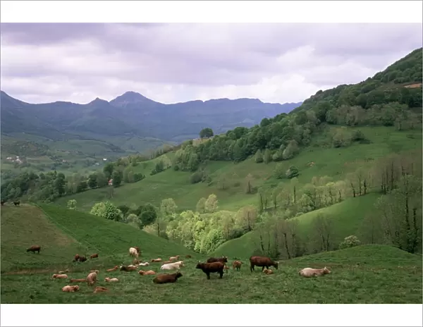 Salers cows in pastures, Cantal mountains, Auvergne, France, Europe