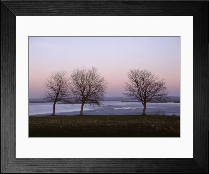 Framed Print : Bare trees in winter, St. Valery sur Somme, River Somme estuary, Picardie (Picardy) Framed Print : Bare trees in winter, St. Valery sur Somme, River Somme estuary, Picardie (Picardy)