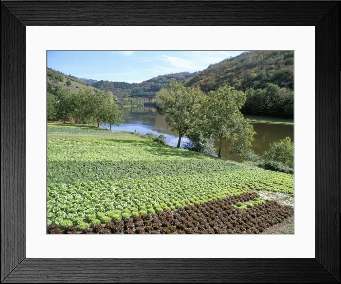 Framed Print : Lettuce cultivation in foreground, by River Lot, near Port d Acres Framed Print : Lettuce cultivation in foreground, by River Lot, near Port d Acres