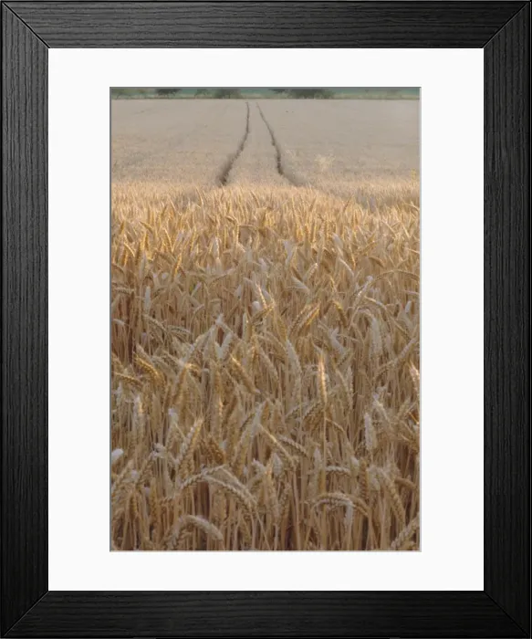 Framed Print : Wheat field in the Dordogne, Aquitaine, France, Europe Framed Print : Wheat field in the Dordogne, Aquitaine, France, Europe