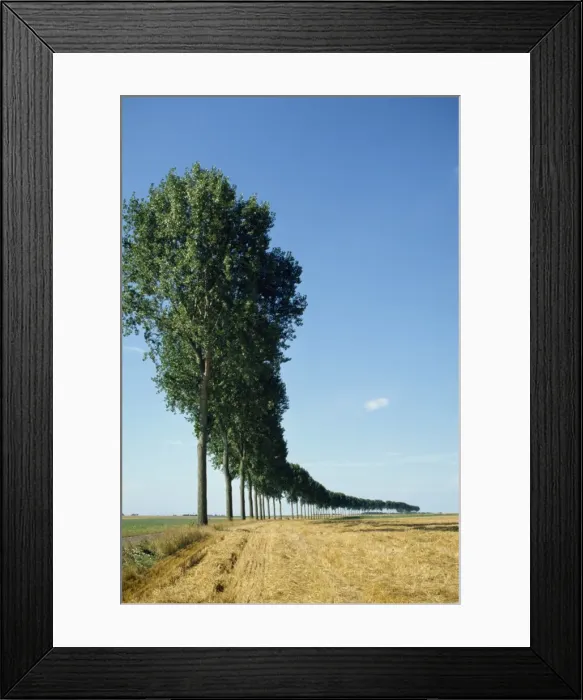 Framed Print : Line of trees outside Calais, Pas de Calais, France, Europe Framed Print : Line of trees outside Calais, Pas de Calais, France, Europe