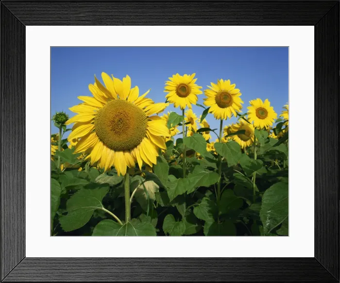 Framed Print : Close-up of sunflowers which are grown for oil, in France, Europe Framed Print : Close-up of sunflowers which are grown for oil, in France, Europe