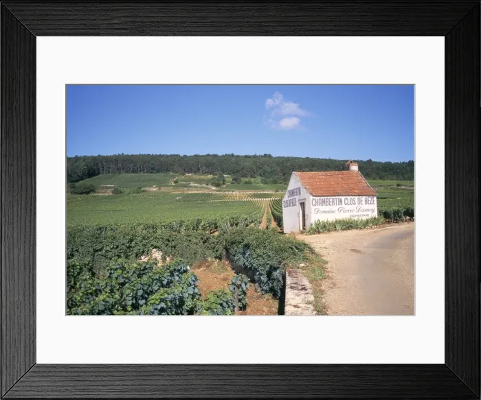 Framed Print : Vineyards on Route des Grands Crus, Nuits St. Georges, Dijon, Burgundy, France, Europe Framed Print : Vineyards on Route des Grands Crus, Nuits St. Georges, Dijon, Burgundy, France, Europe