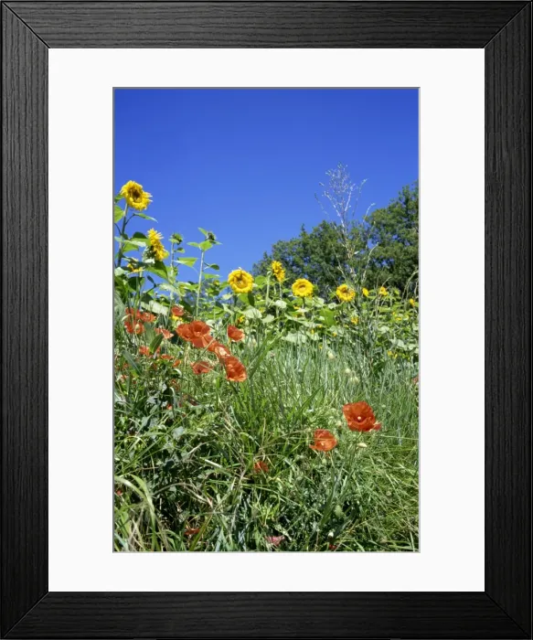 Framed Print : Roadside flowers including poppies, with sunflowers in the background, near Lerne Framed Print : Roadside flowers including poppies, with sunflowers in the background, near Lerne
