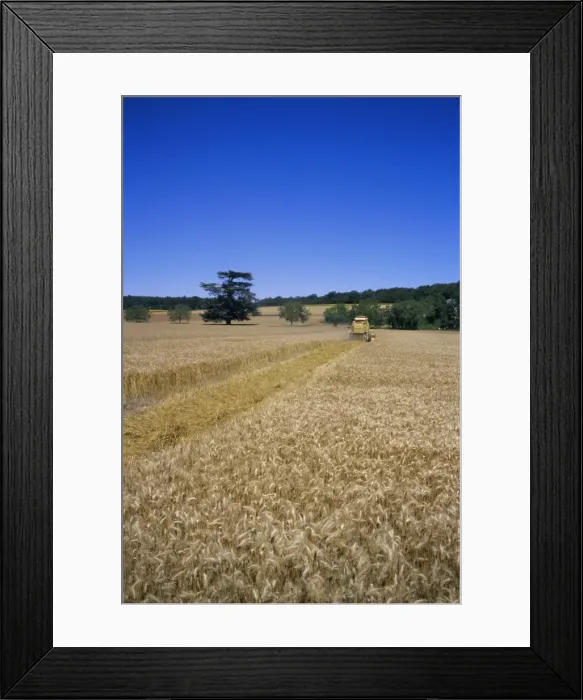Framed Print : Harvesting in July, near Chinon, Val de Loire, Centre, France, Europe Framed Print : Harvesting in July, near Chinon, Val de Loire, Centre, France, Europe