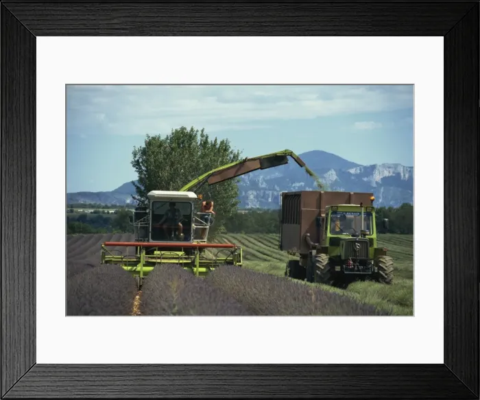 Framed Print : Harvesting lavender by machine on the Plateau de Valensole in the Alpes de Haute Provence Framed Print : Harvesting lavender by machine on the Plateau de Valensole in the Alpes de Haute Provence