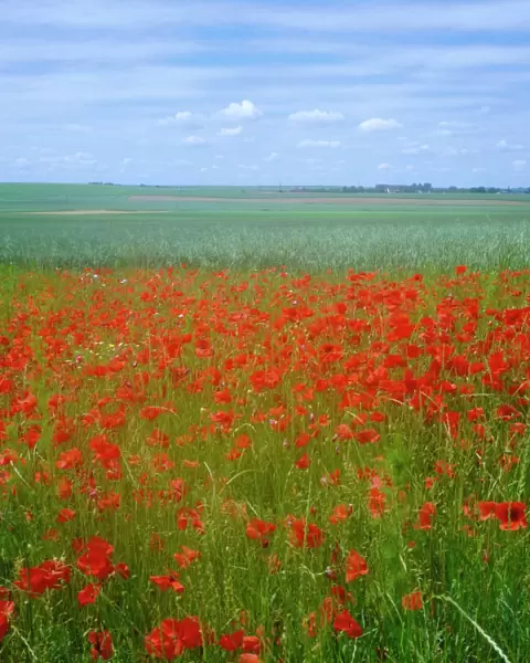 Fields of poppies, Valley of the Somme, Nord-Picardy (Somme), France