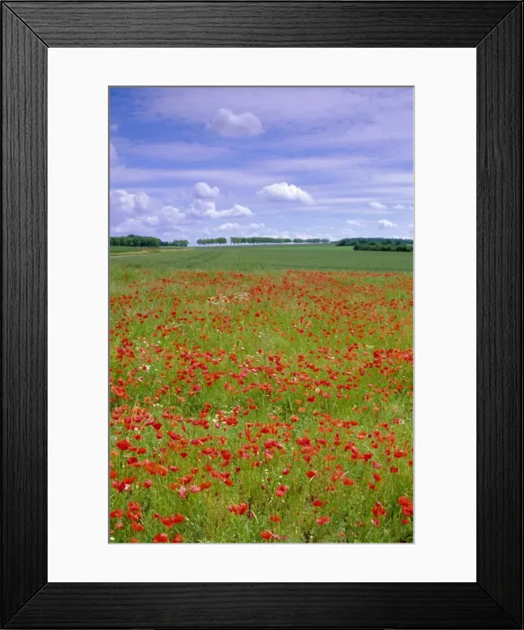 Framed Print : Poppies in the Valley of the Somme near Mons, Nord-Picardie (Picardy), France, Europe Framed Print : Poppies in the Valley of the Somme near Mons, Nord-Picardie (Picardy), France, Europe
