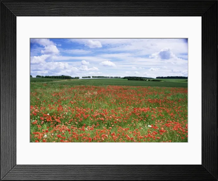 Framed Print : Poppies in the Valley of the Somme near Mons, Nord-Picardy, France, Europe Framed Print : Poppies in the Valley of the Somme near Mons, Nord-Picardy, France, Europe