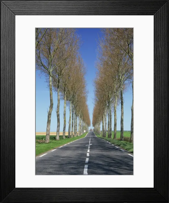 Framed Print : Trees line a straight rural road near Hesdin in the Pas de Calais, Nord Picardy Framed Print : Trees line a straight rural road near Hesdin in the Pas de Calais, Nord Picardy