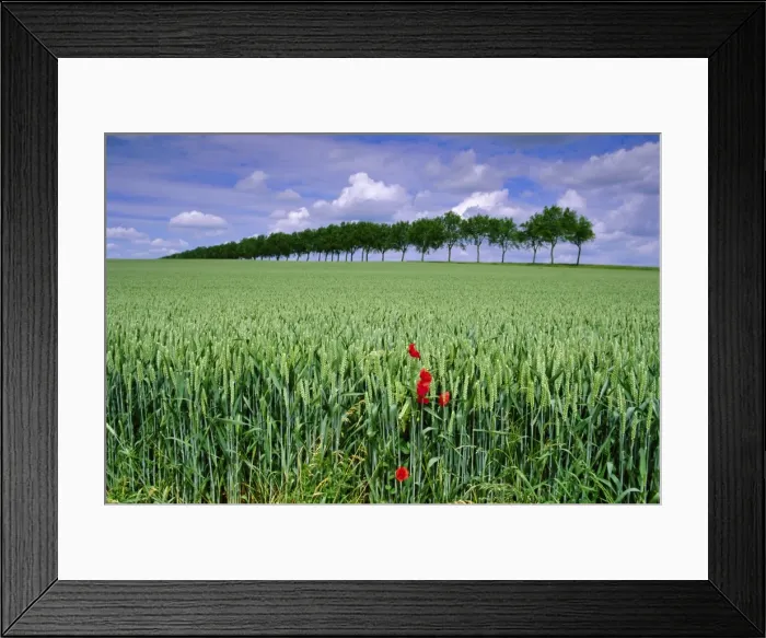 Framed Print : Poppies and field of wheat, Somme, Nord-Picardie (Picardy), France, Europe Framed Print : Poppies and field of wheat, Somme, Nord-Picardie (Picardy), France, Europe