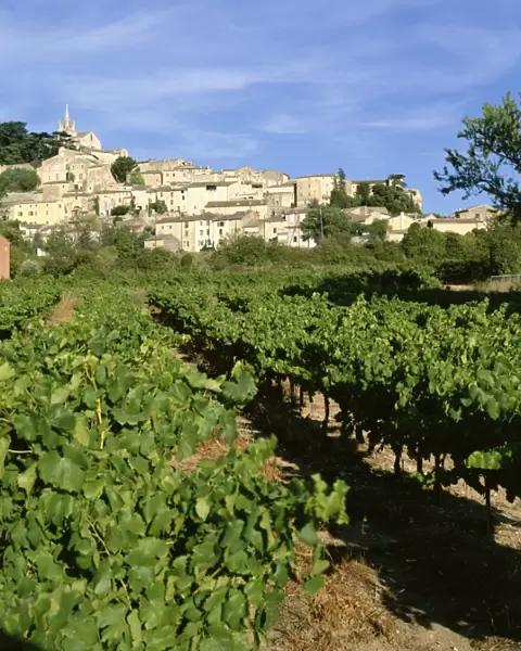 Vines in vineyard, village of Bonnieux, the Luberon, Vaucluse, Provence, France, Europe