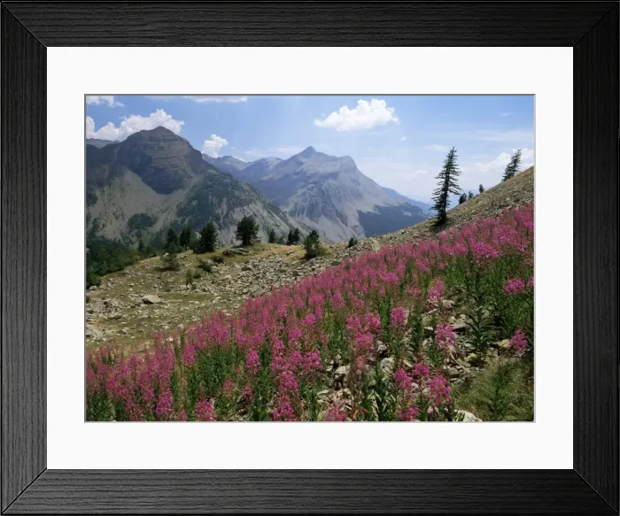 Framed Print : Col de la Cayolle, near Barcelonnette, Hautes-Alpes, Provence, France, Europe Framed Print : Col de la Cayolle, near Barcelonnette, Hautes-Alpes, Provence, France, Europe
