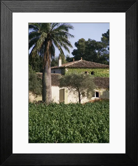 Framed Print : Vineyards, Clos Mireille, Cotes du Provence, Var, Provence, France, Europe