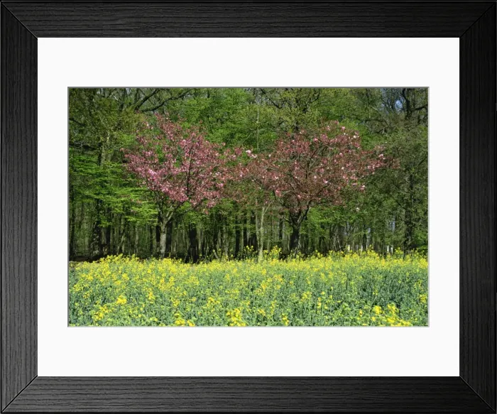 Framed Print : Trees in blossom in farmland in the Seine Valley, Eure, Basse Normandie, France, Europe Framed Print : Trees in blossom in farmland in the Seine Valley, Eure, Basse Normandie, France, Europe