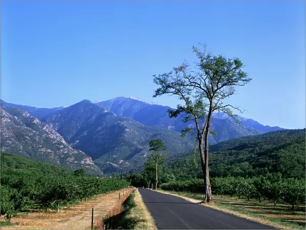 Mount Canigou, Pyrenees-Orientale, Languedoc Roussillon, France, Europe
