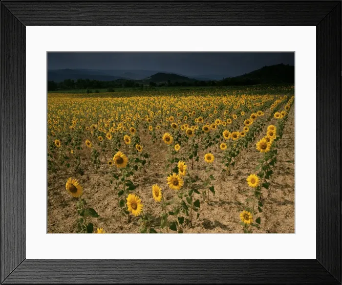 Framed Print : Sunflowers, the Corbieres, Aude, Languedoc-Roussillon, France, Europe Framed Print : Sunflowers, the Corbieres, Aude, Languedoc-Roussillon, France, Europe