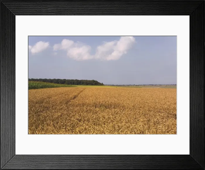 Framed Print : Field of wheat, Cap Hornu, Baie de la Somme, Picardy, France, Europe Framed Print : Field of wheat, Cap Hornu, Baie de la Somme, Picardy, France, Europe