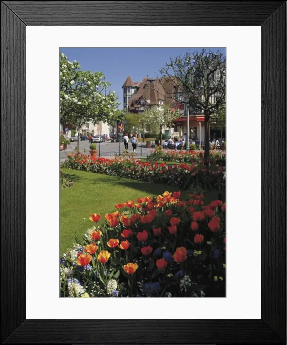 Framed Print : Flower beds with tulips in town centre, Deauville, Calvados, Normandy, France, Europe Framed Print : Flower beds with tulips in town centre, Deauville, Calvados, Normandy, France, Europe