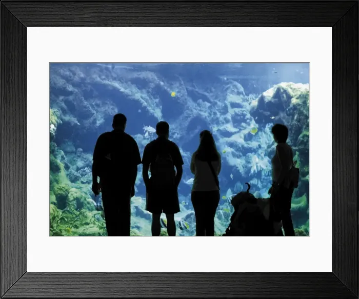 Framed Print : Oceanopolis Aquarium and Sea Life Centre, Brest, Finistere, Brittany, France, Europe Framed Print : Oceanopolis Aquarium and Sea Life Centre, Brest, Finistere, Brittany, France, Europe
