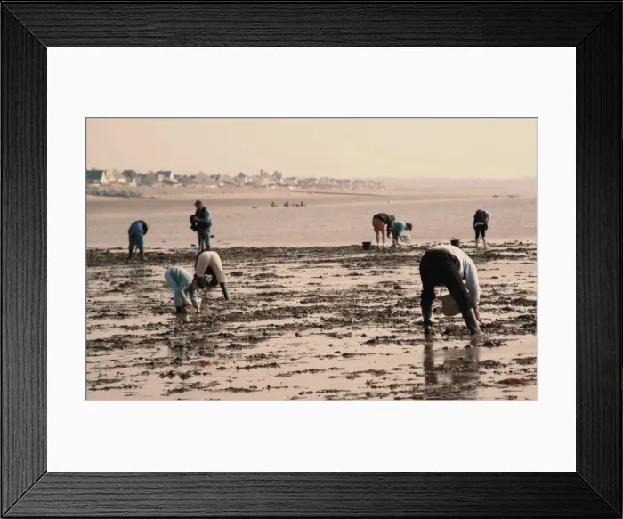 Framed Print : Searching for seafood on beach, Vanlee Haven, Cotentin Peninsula, Manche Framed Print : Searching for seafood on beach, Vanlee Haven, Cotentin Peninsula, Manche