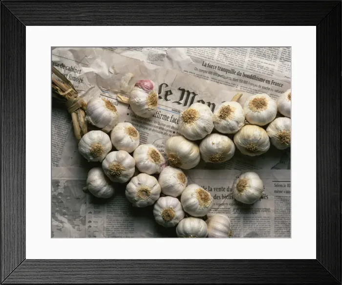 Framed Print : Strings of garlic spread out on Le Monde newspaper in France, Europe Framed Print : Strings of garlic spread out on Le Monde newspaper in France, Europe