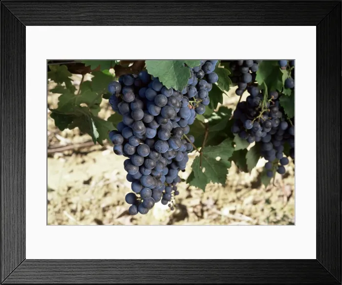 Framed Print : Cabernet Sauvignon grapes, Gaillac, France, Europe Framed Print : Cabernet Sauvignon grapes, Gaillac, France, Europe