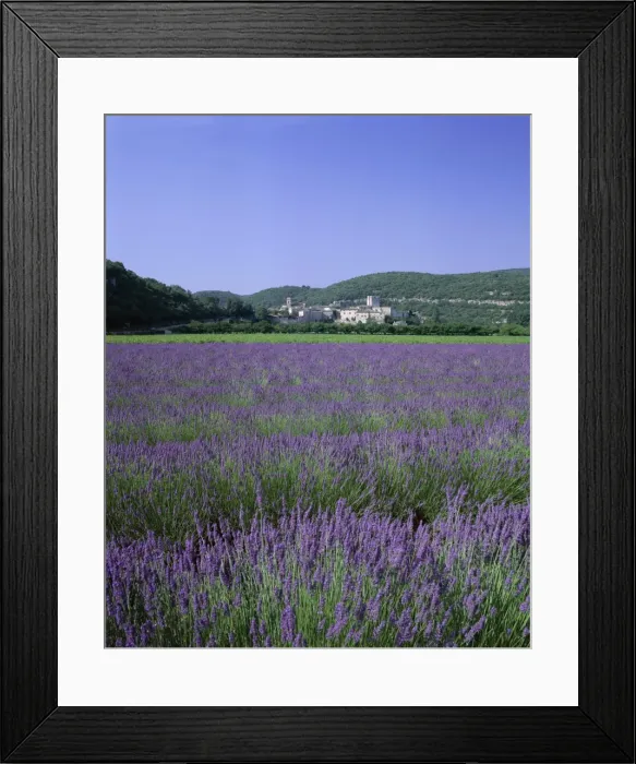 Framed Print : Lavender fields and the village of Montclus, Gard, Languedoc-Roussillon, France, Europe Framed Print : Lavender fields and the village of Montclus, Gard, Languedoc-Roussillon, France, Europe
